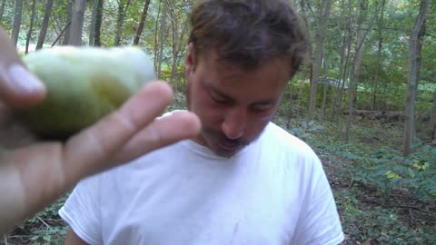 Wild Pawpaw Patch Update: Sweet Delicious?