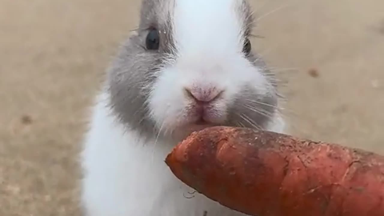 The little cute rabbit,Bunny rural cute pet