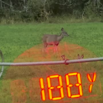 Swarovski EL Range 8x42 | Crystal Clear Fast Range at 200 Yards