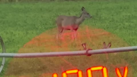 Swarovski EL Range 8x42 | Crystal Clear Fast Range at 200 Yards