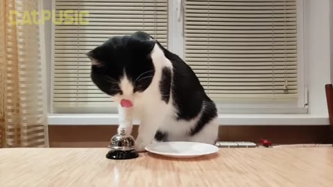 Waiter bring food #pet adventure MeoWnMore