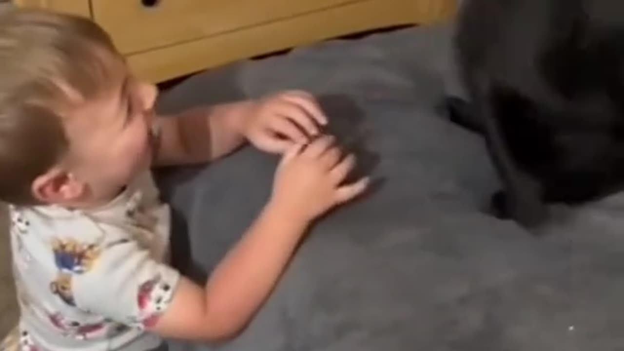 Funny video of cat hitting child as soon as he touches ticket video 2025 skc.com 129