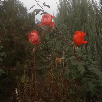 Winter roses