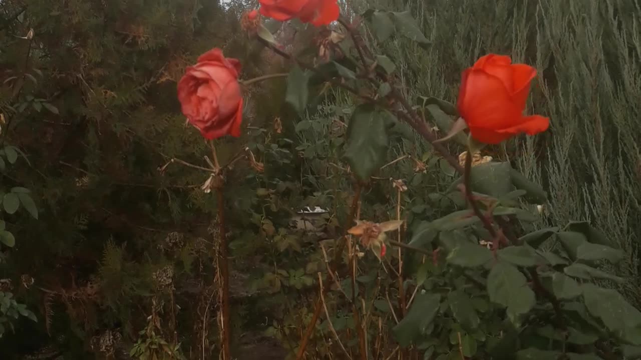 Winter roses