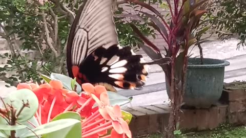 The Great Mormon Butterfly and the Ixora Flower—Who Attracts Whom? 大鳳蝶與仙丹花，誰吸引誰？