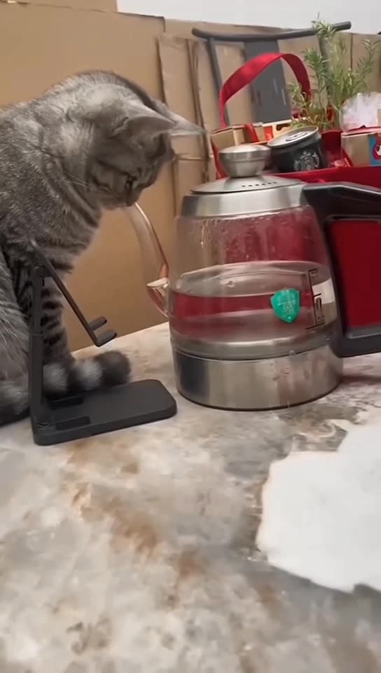 Funny Cats and Dogs - Try Not to Laugh😂😂😂