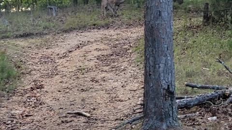Bevers Bend State Park