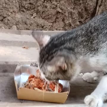 Bingotttttt my cat 🐈