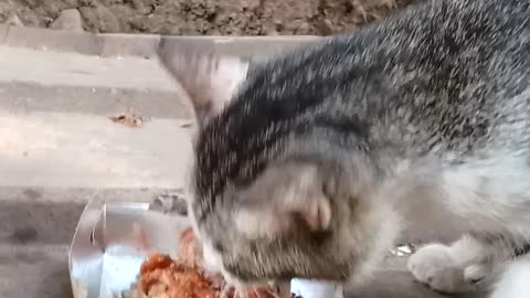 Bingotttttt my cat 🐈