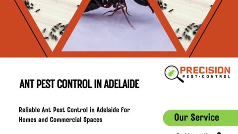Reliable Ant Pest Control in Adelaide for Homes and Commercial Spaces