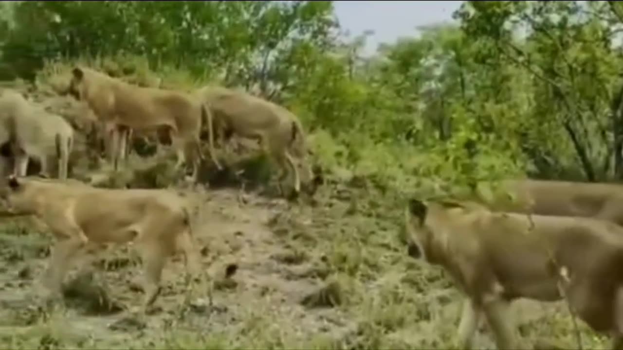 "BuffaloTakes on Lion in Intense Battle!🦬🦁#trending #animals #lion#wildlife #wildanimals #shorts