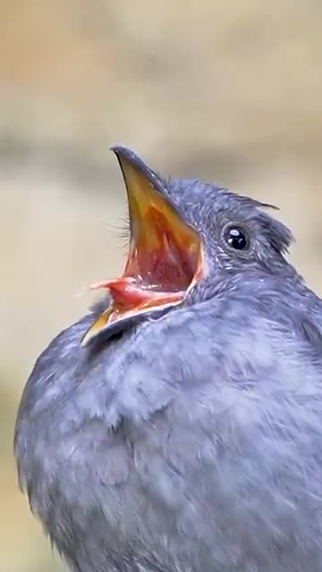 Screaming piha slo-mo #ScreamingPiha #Wildlife #Birds