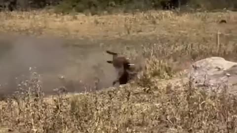 50M+ Views ｜ Plays with Lions ？ , epic, funny, Unexpected Bond! #Warthog #Lions #Viral #2025