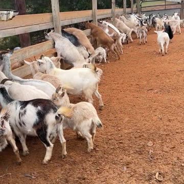 Everyone Wants SNACKS!!!