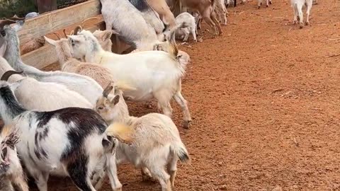 Everyone Wants SNACKS!!!