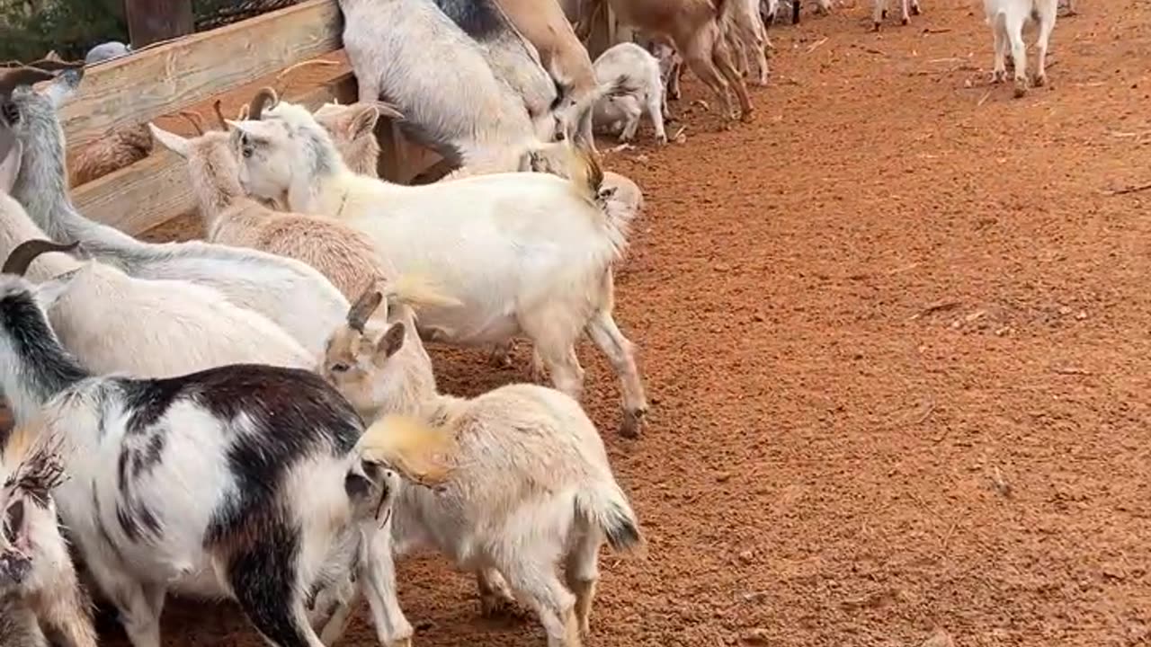 Everyone Wants SNACKS!!!