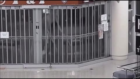 Homme-chien Black Walker en mouvement...cette vidéo a été prise à Smuggler's Notch, dans le Vermont.