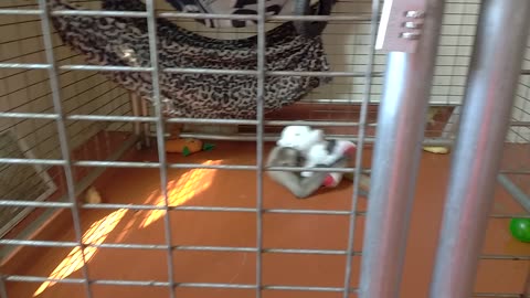 Mowgli excited about donated teddy bear