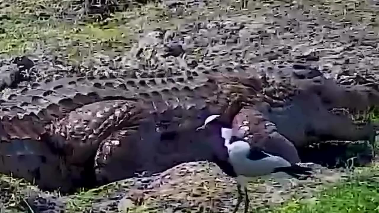 So that you learn not to crave eating prey