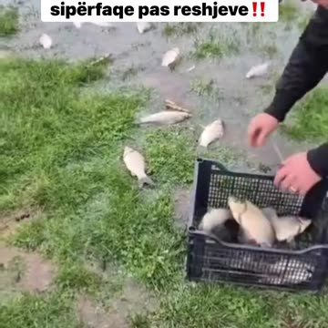 Plas peshku në Devoll