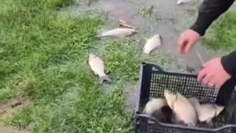 Plas peshku në Devoll