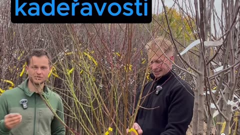 Nejlepší odrůdy broskví pro soběstačnost