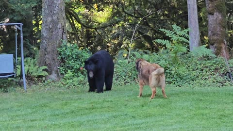 Barking Dog Pushes Black Bear Back To Property Line