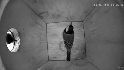 A great tit throws an intruder out of its nest box onto its wintering grounds 💥🐦🐦😮 - Germany DE