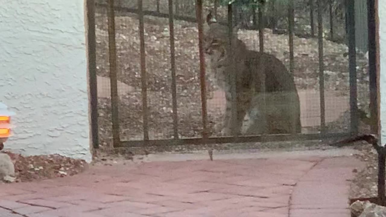 Backyard Bobcat