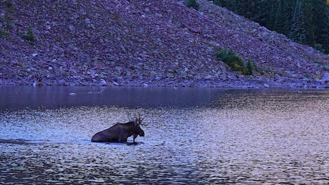 Bull Moose Swims in Mountain Lake