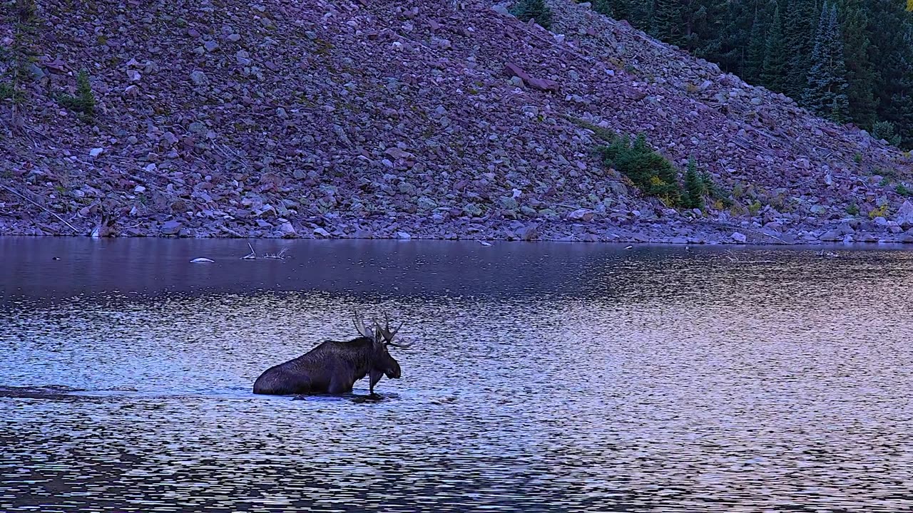Bull Moose Swims in Mountain Lake