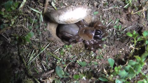 Trapdoor Spider Has Perfect Direction Attack Radar