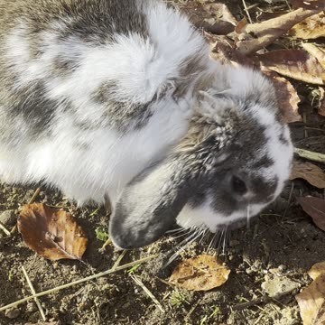Fluffy Bunny Sitting in Sunbeam