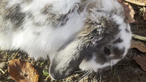 Fluffy Bunny Sitting in Sunbeam