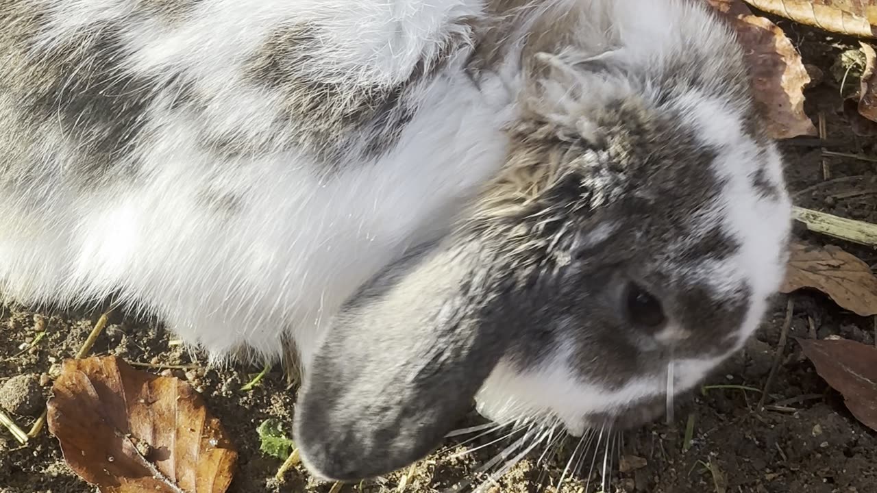 Fluffy Bunny Sitting in Sunbeam