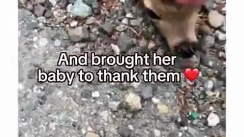 🤯✨ This Deer Gets Help from Strangers in the Most Heartwarming Way! | FeedMyCuriosity
