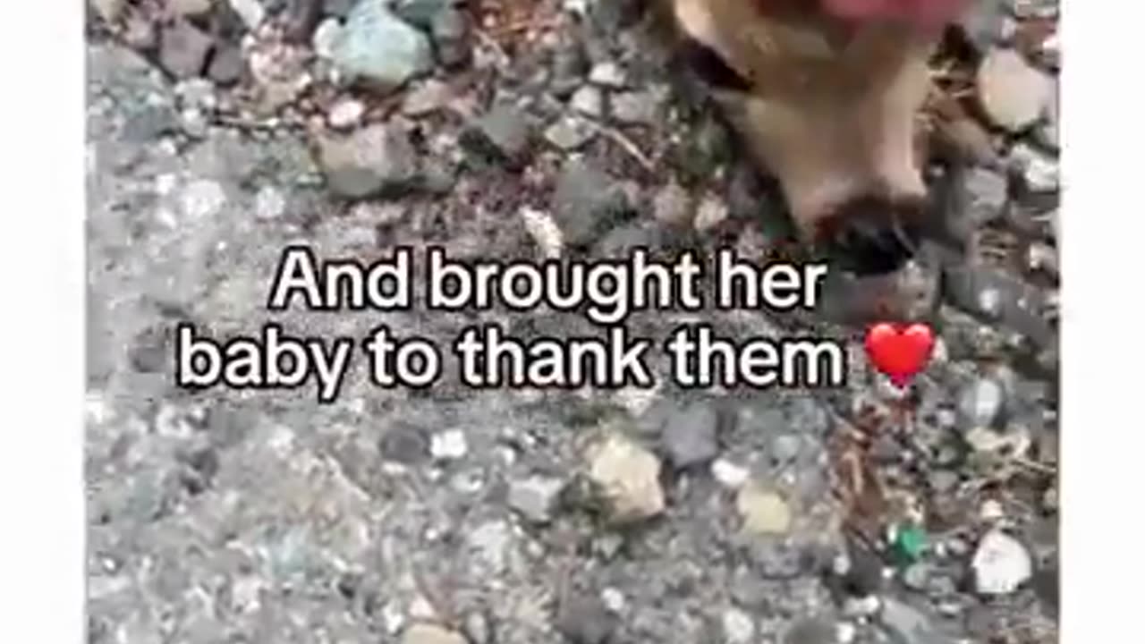 🤯✨ This Deer Gets Help from Strangers in the Most Heartwarming Way! | FeedMyCuriosity