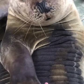 Love them tummy rubs 😍