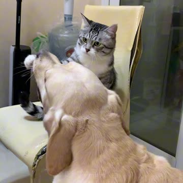 Cat and dog fight funny video 2024 skc.com 7
