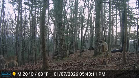 The Woods – 01/08/2026