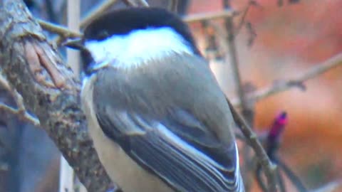 Chickadee