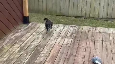 Hilarious Funny Dogs Compilation – Try Not to Laugh!