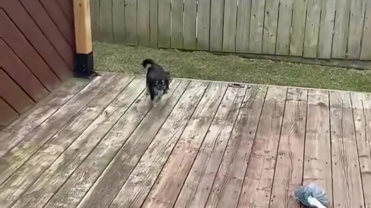 Hilarious Funny Dogs Compilation – Try Not to Laugh!