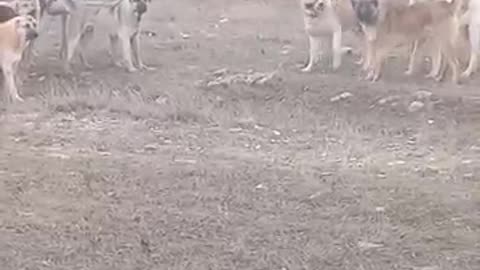 animals