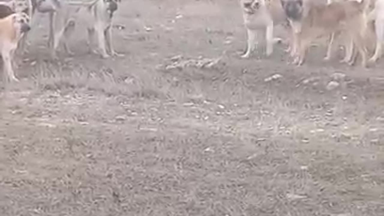animals