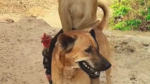 3 friends a monkey a dog and a cock playing together