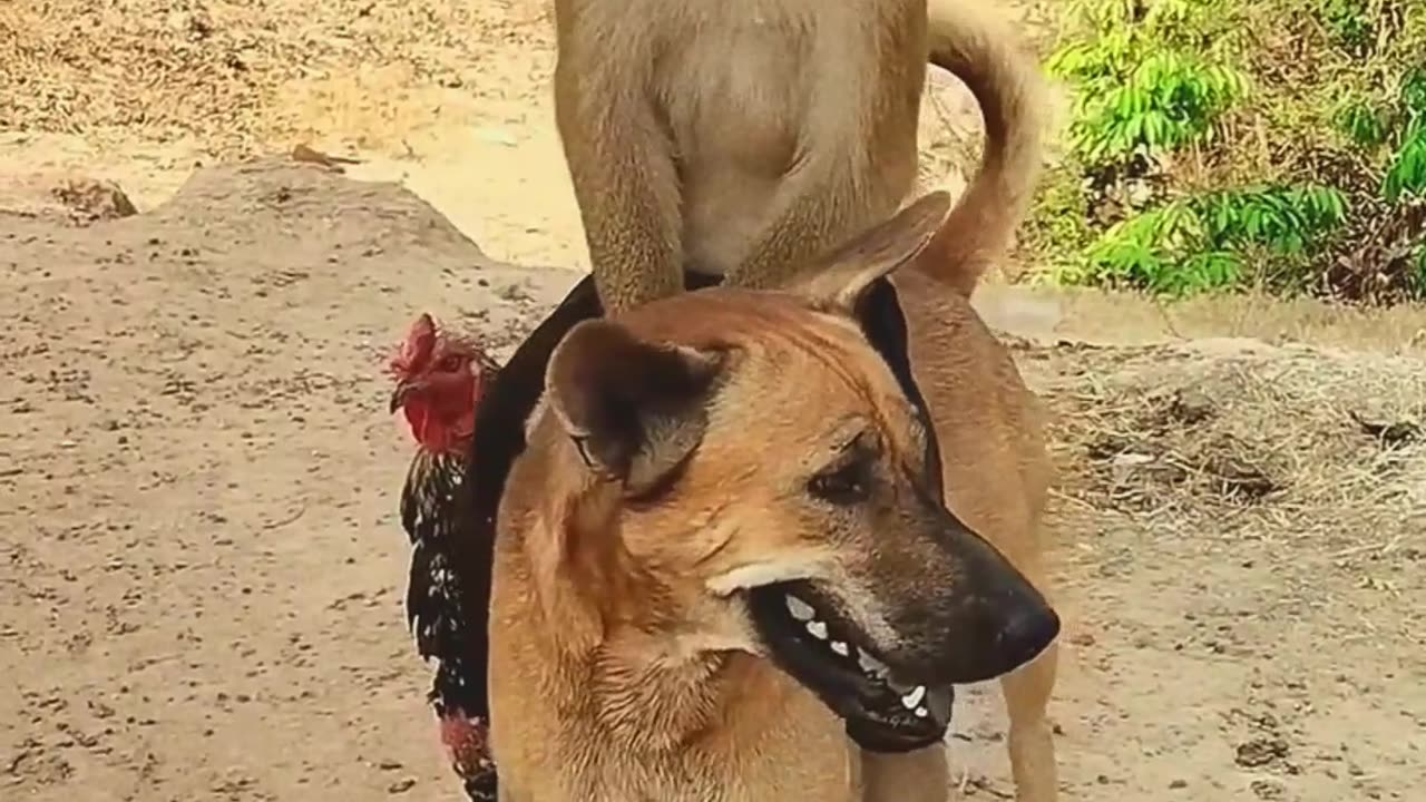3 friends a monkey a dog and a cock playing together