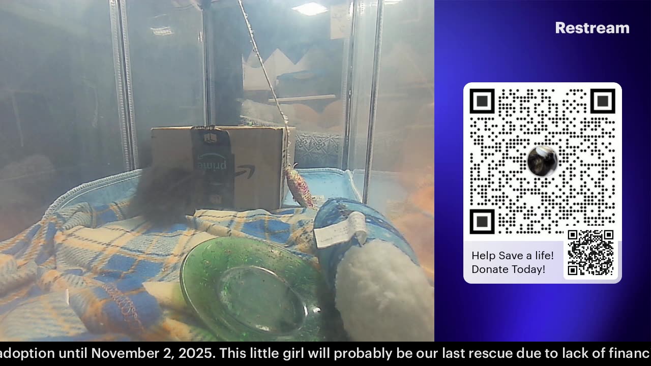Tiny Sillé is 4-5 weeks old, come watch her grow!
