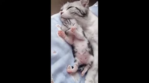 Funny Animal Videos 2025 - Funny cats/dogs - Funny animals - Part 13