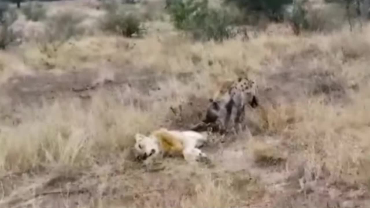 Wild Animal Compilation video